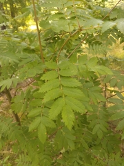 Sorbus aucuparia