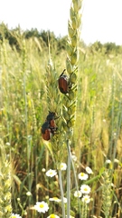 Anisoplia austriaca