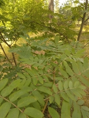 Sorbus aucuparia
