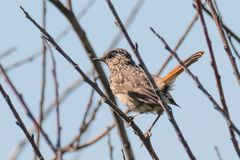 Luscinia svecica