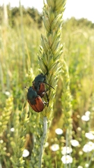 Anisoplia austriaca