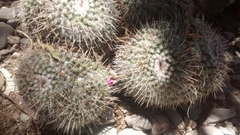 Mammillaria parkinsonii