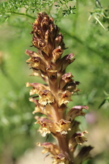 Orobanche reticulata