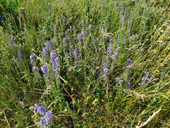 Veronica teucrium