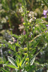 Veronica teucrium