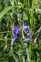 Veronica teucrium