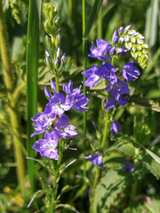 Veronica teucrium