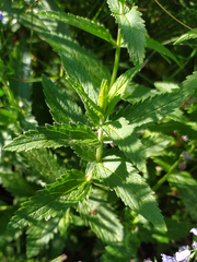Veronica teucrium