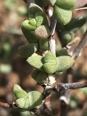 Ruschia spinosa