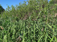 Phragmites australis