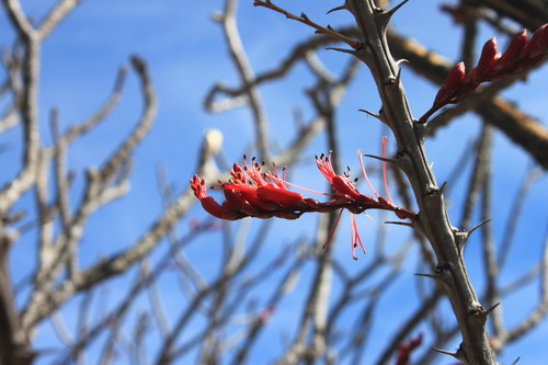 Fouquieria ochoterenae (Fouquieria ochoterenae)
