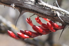 Fouquieria ochoterenae, photograph (c) Eugenio Padilla, some rights reserved (CC BY-SA)