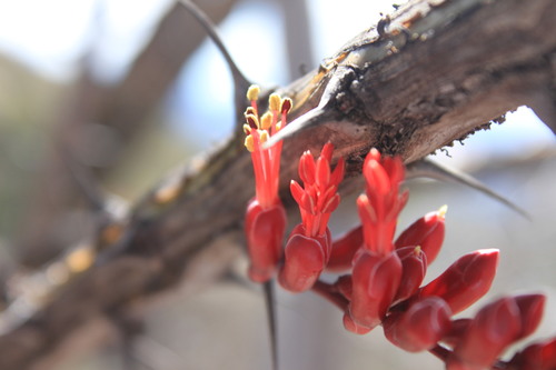 Fouquieria ochoterenae, photograph 6