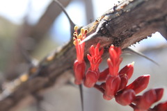 Fouquieria ochoterenae, photograph (c) Eugenio Padilla, some rights reserved (CC BY-SA)