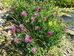 Trifolium medium