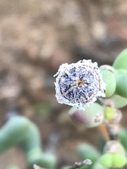 Leipoldtia schultzei