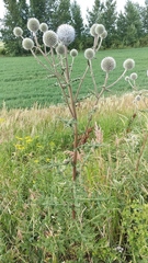 Echinops sphaerocephalus