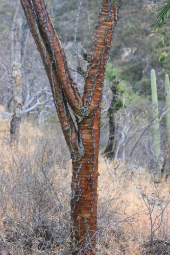 Fouquieria ochoterenae, photograph 4
