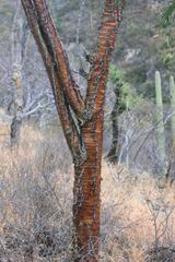 Fouquieria ochoterenae, photograph (c) Eugenio Padilla, some rights reserved (CC BY-SA)