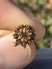 Leipoldtia schultzei