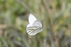 Pieris angelika