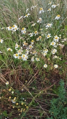 Tripleurospermum inodorum