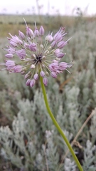 Allium cretaceum