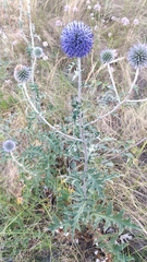 Echinops tataricus