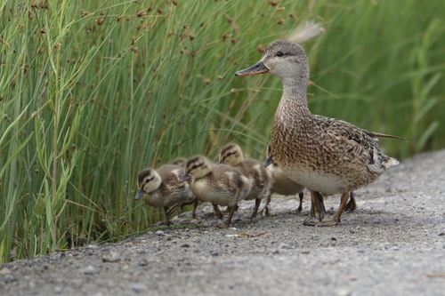 Gadwall