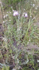 Centaurea pseudomaculosa