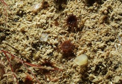 Isozoanthus sulcatus image
