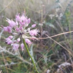 Allium cretaceum