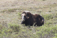 Ovibos moschatus