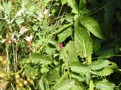 Scrophularia scorodonia