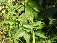 Scrophularia scorodonia
