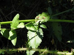 Scrophularia scorodonia