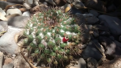 Mammillaria scrippsiana