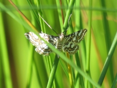 Elophila ekthlipsis