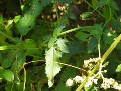 Scrophularia scorodonia