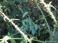 Scrophularia scorodonia