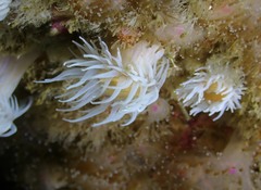 Actinothoe sphyrodeta