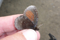 Erebia discoidalis