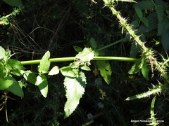 Scrophularia scorodonia