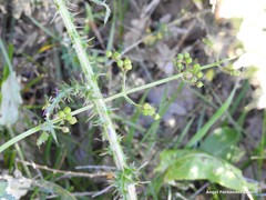 Scrophularia scorodonia