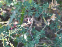 Scrophularia scorodonia