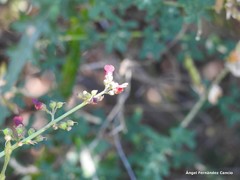 Scrophularia scorodonia