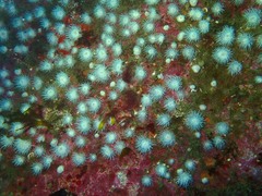 Actinothoe sphyrodeta