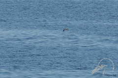 Puffinus mauretanicus