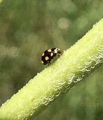 Brachiacantha decempustulata