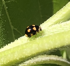 Brachiacantha decempustulata